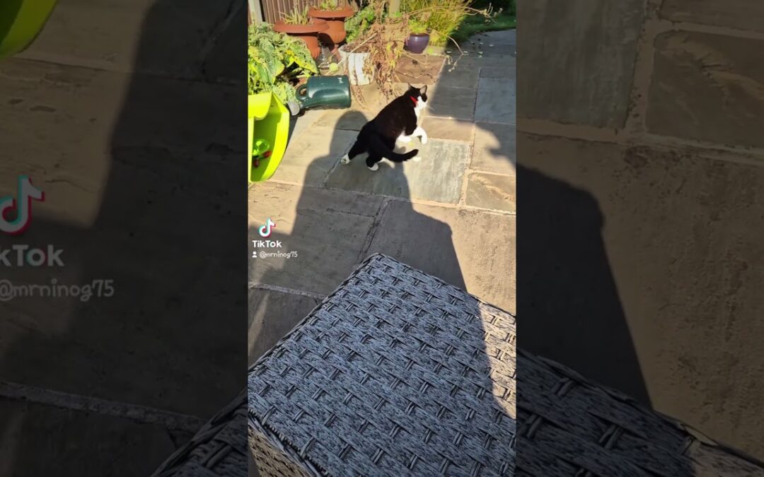 cats being cats #cats #catlover #catvideos
