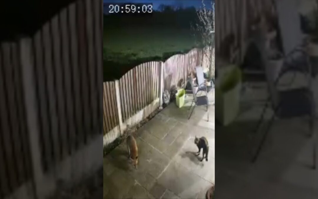 fox vs cat #cat#fox#chase#nino#mrninog75#animals #fight