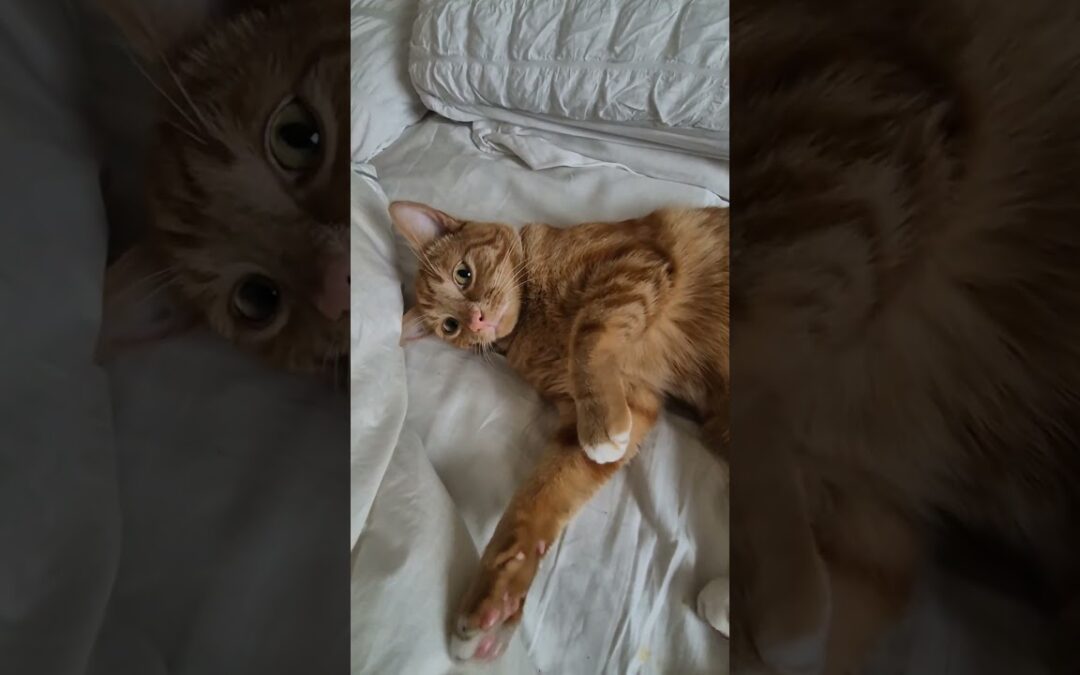 orange and jobless #mrninog75 #nino #orangecat #lazy #jobless