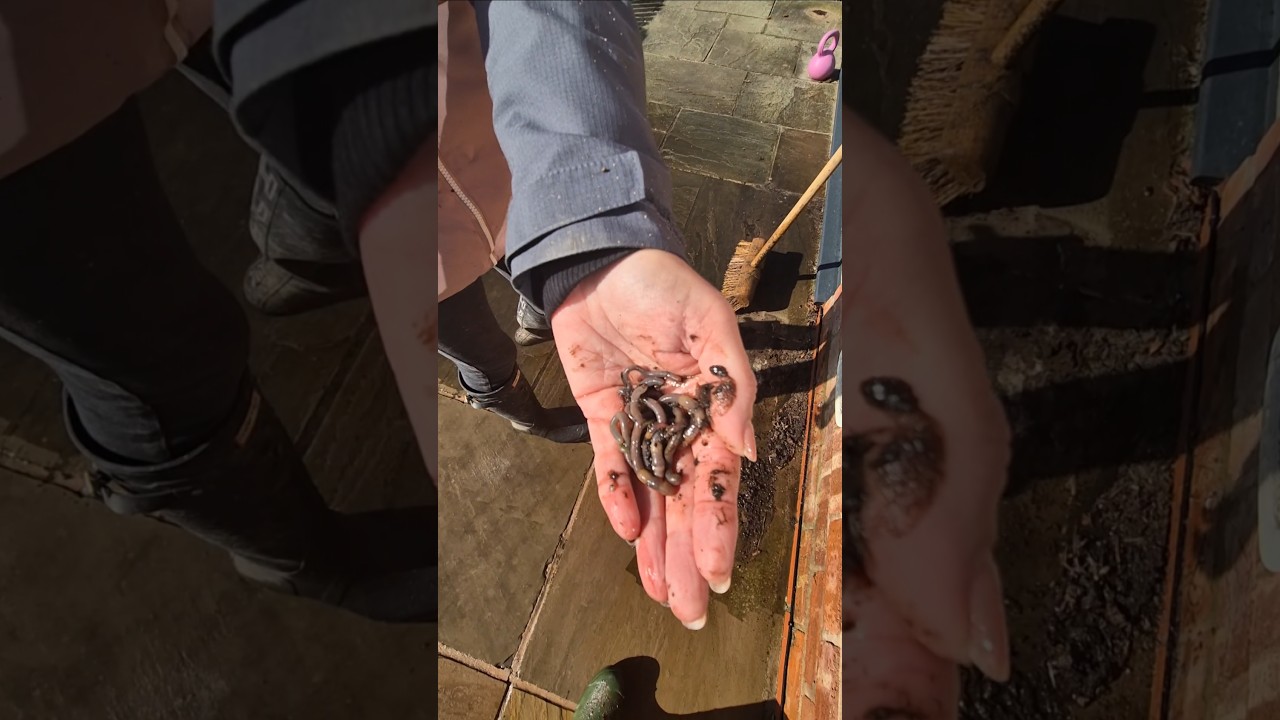 Spring is in the air! #mrninog75 #nino #spring #chores #powerwashing